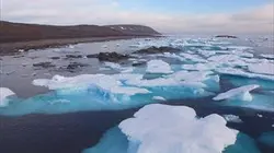 Sur Animaux à 20h35 : Les secrets de l'Arctique