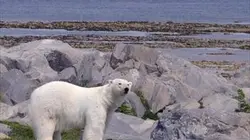 Sur Animaux à 20h35 : Les secrets de l'Arctique