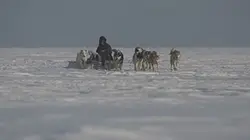 Visuel de Les secrets de l'Arctique