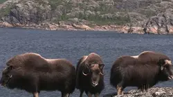 Visuel de Les secrets de l'Arctique