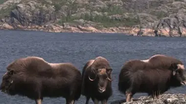 L'automne dans la toundra