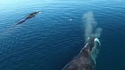 Visuel de Les secrets de l'Arctique