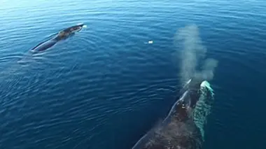 Les mers sauvages de Ninginganiq