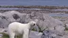 Les secrets de l'Arctique S02E03 Les ours polaires et le réchauffement climatique