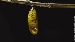 Les secrets de l'évolution