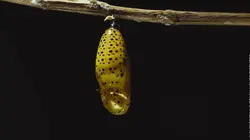 Les secrets de l'évolution Maintenir l'équilibre