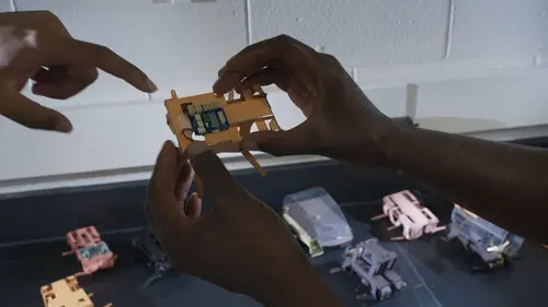 Les secrets de l'évolution Les stratégies de protection