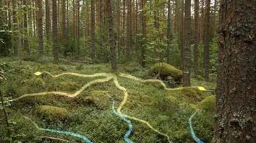 Les secrets de la forêt boréale