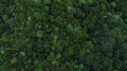 Les secrets de la forêt de nuages