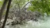 Les secrets de la mangrove