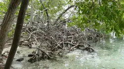 Les secrets de la mangrove