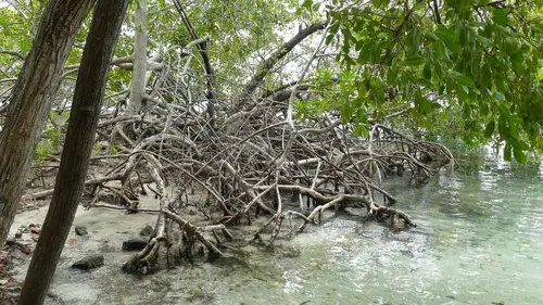 Les secrets de la mangrove