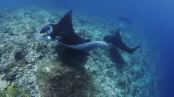 Les secrets de la raie manta