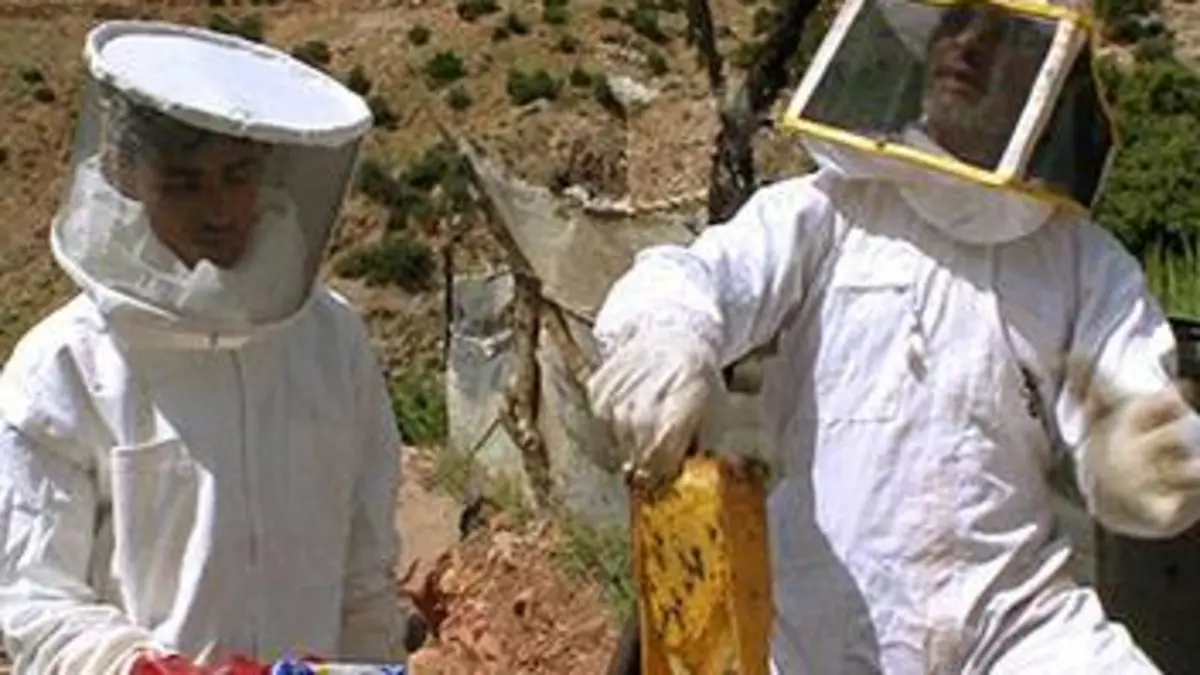 Les secrets de la ruche