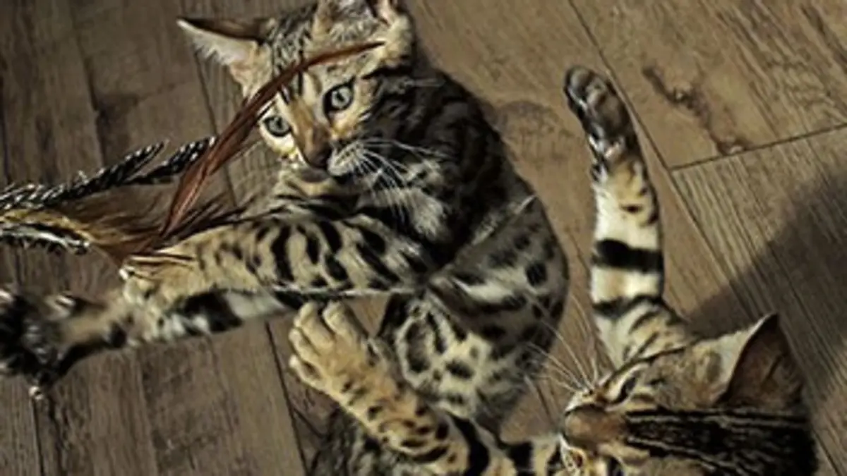 Les secrets de nos animaux domestiques E01 L'instinct du jeu