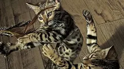 Visuel de Les secrets de nos animaux domestiques