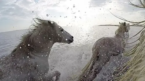 Les secrets de nos animaux domestiques