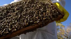 Les secrets des abeilles
