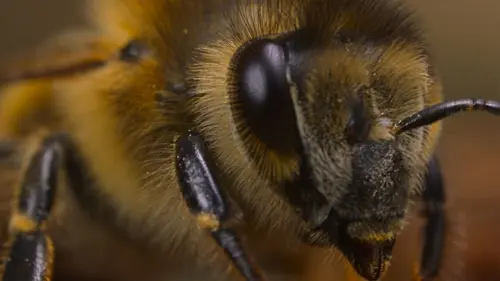 Les secrets des abeilles La ruche