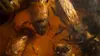 Les secrets des abeilles