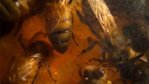 Les secrets des abeilles