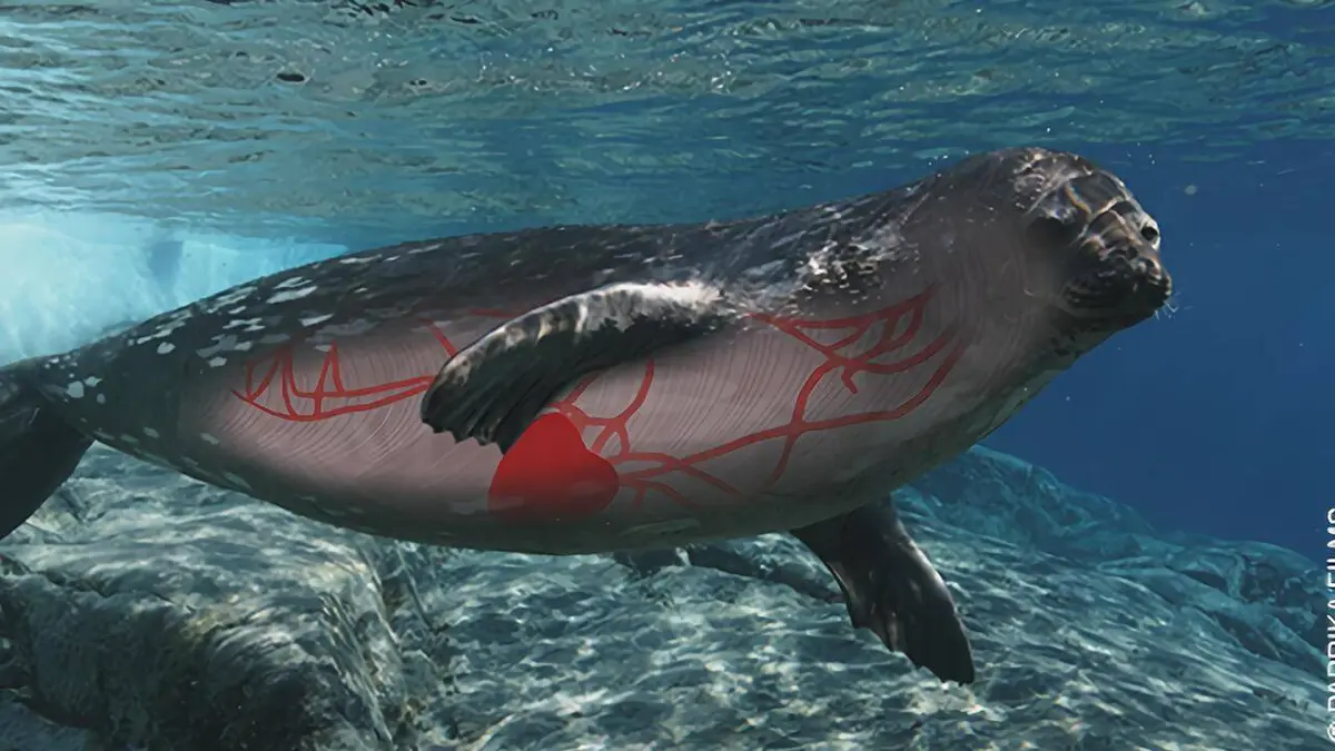 Les secrets des animaux des glaces