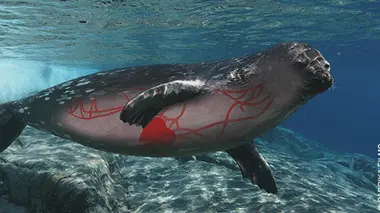 Les secrets des animaux des glaces