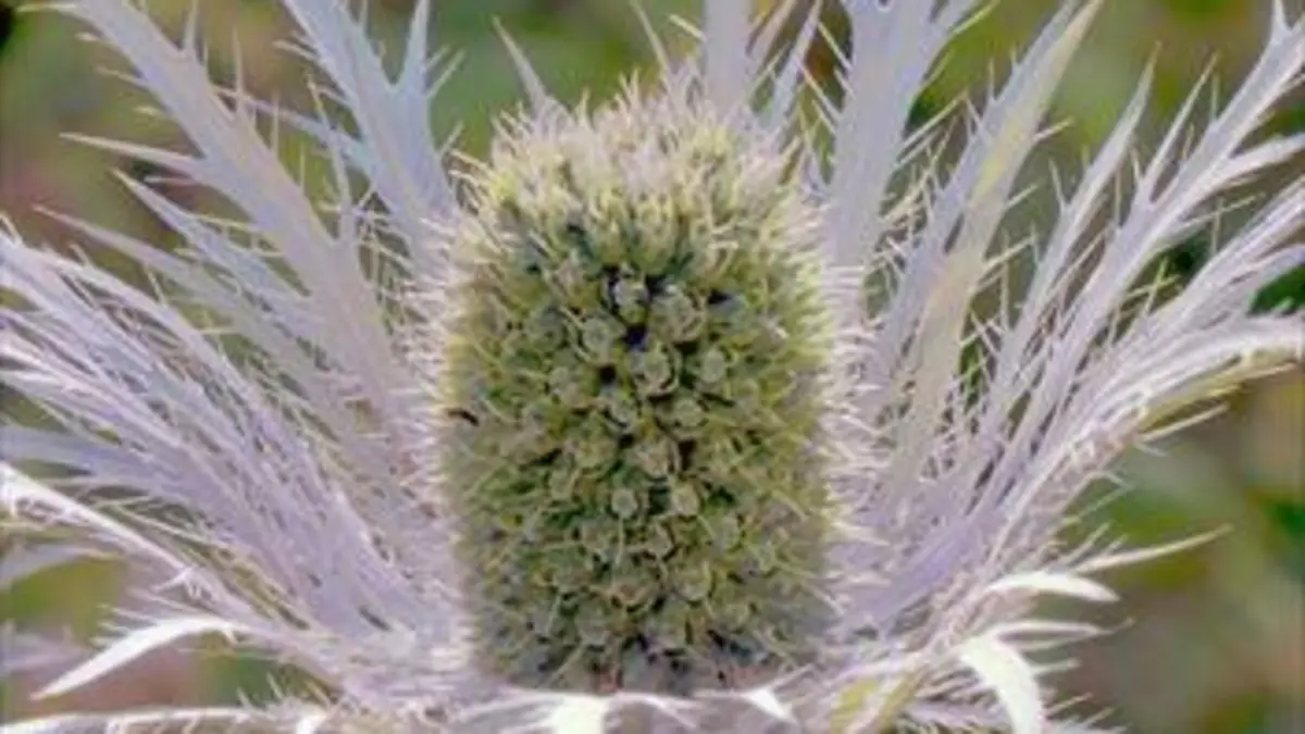 Les secrets des fleurs sauvages E03 Là-haut sur la montagne