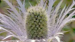 Visuel de Les secrets des fleurs sauvages