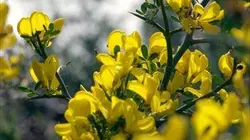 Visuel de Les secrets des fleurs sauvages
