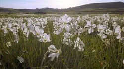 Sur Ushuaïa TV à 20h40 : Les secrets des fleurs sauvages
