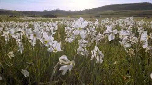 Les secrets des fleurs sauvages E05 Des prés et des champs