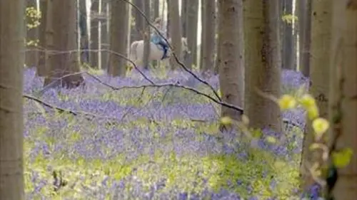 Les secrets des fleurs sauvages E01 La forêt enchantée