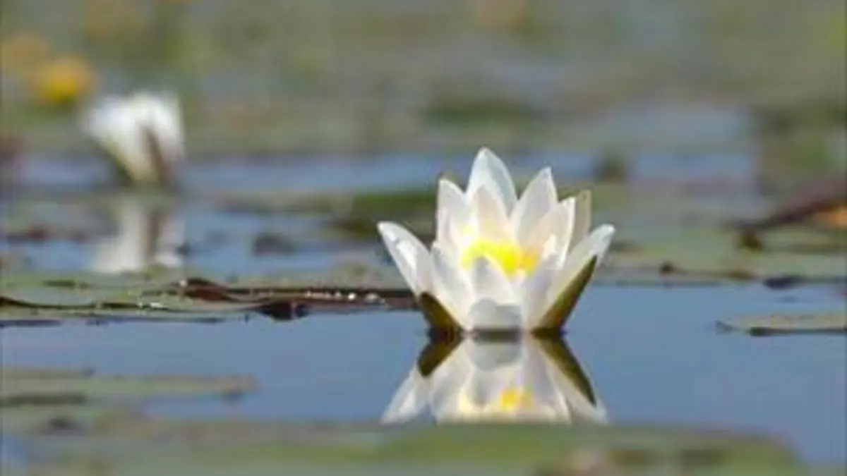 Casting Les secrets des fleurs sauvages