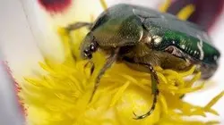 Les secrets des fleurs sauvages E01 Sous le soleil