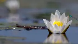 Les secrets des fleurs sauvages