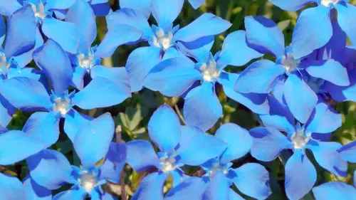 Les secrets des fleurs sauvages Là-haut sur la montagne