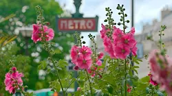 Les secrets des fleurs sauvages La conquête des villes