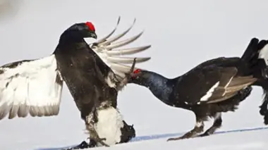 L'hiver et le printemps