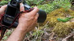 Visuel de Les secrets des photographes animaliers