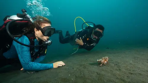 Les Secrets des pieuvres Petits génies