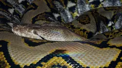 Les secrets des serpents