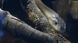 Les secrets des serpents