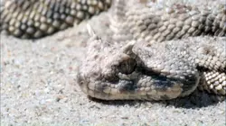 Les secrets des serpents