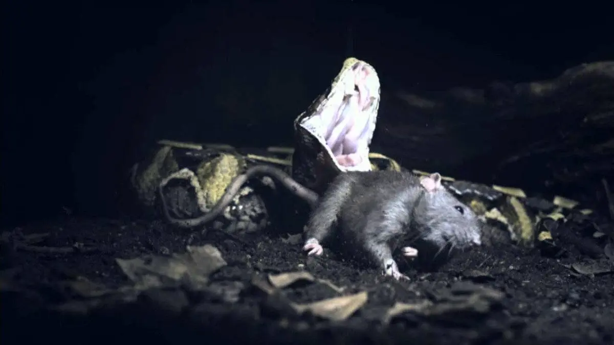 Les secrets des serpents