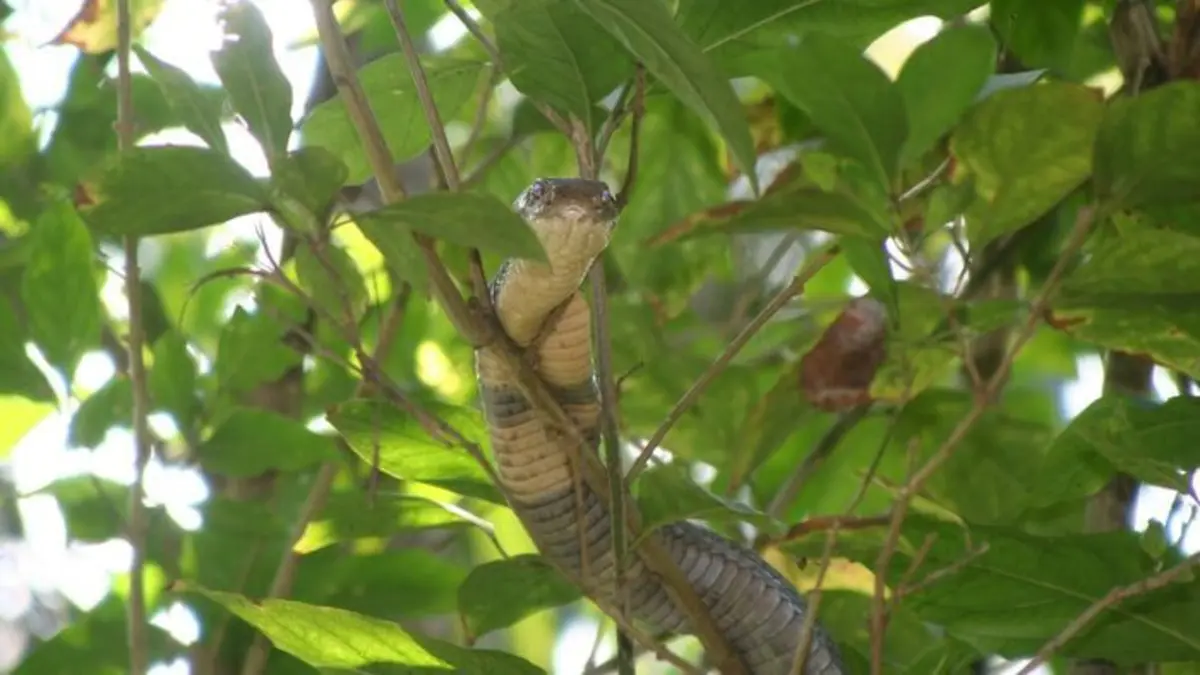 Les secrets du cobra royal