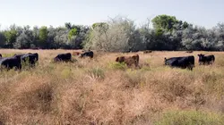 Les secrets du Skinwalker Ranch S02E03 Vision laser