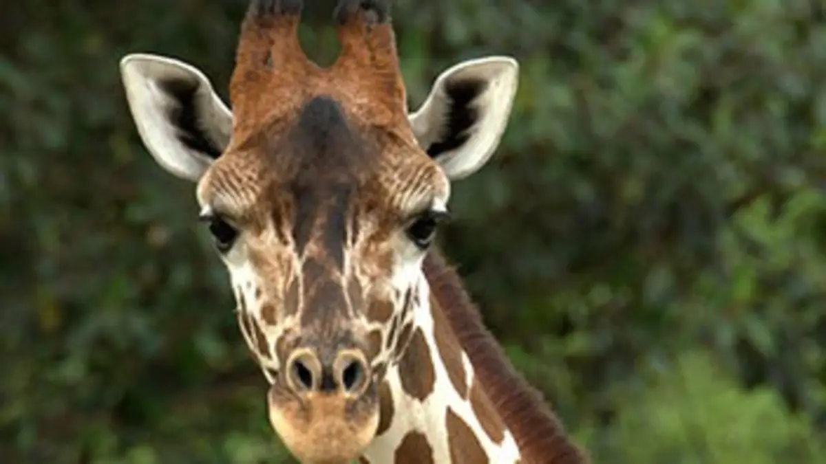 Les secrets génétiques de l'évolution animale Drôles de bobines