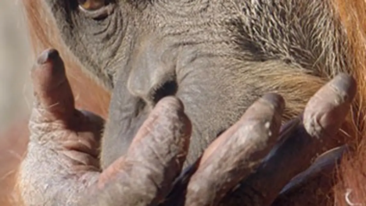 Les secrets génétiques de l'évolution animale Influence de l'homme sur l'animal