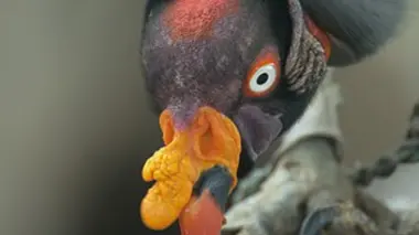 Les yeux : voir et être vu